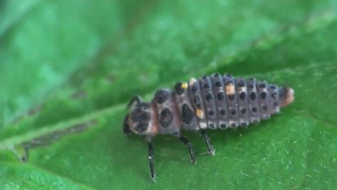 Larva beetle bug macro