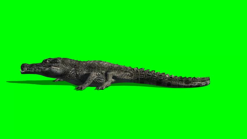 crocodile walking - green screen Royalty-Free Stock Footage #6463895