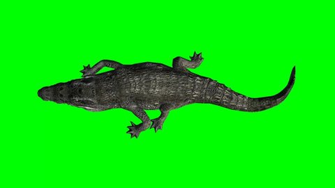 crocodile walking - green screen