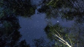 Stars on night sky among trees Time Lapse. Stock video