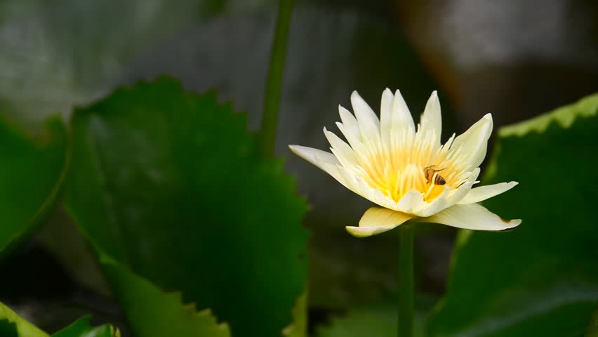 White lotus and bee in pool.