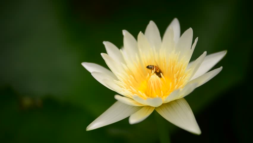 White lotus and bee in pool.