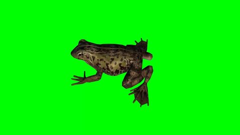 frog idle - green screen