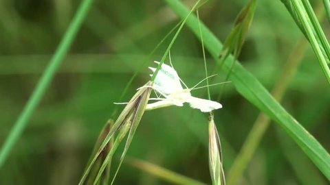 White Plume Moth Butterfly macro