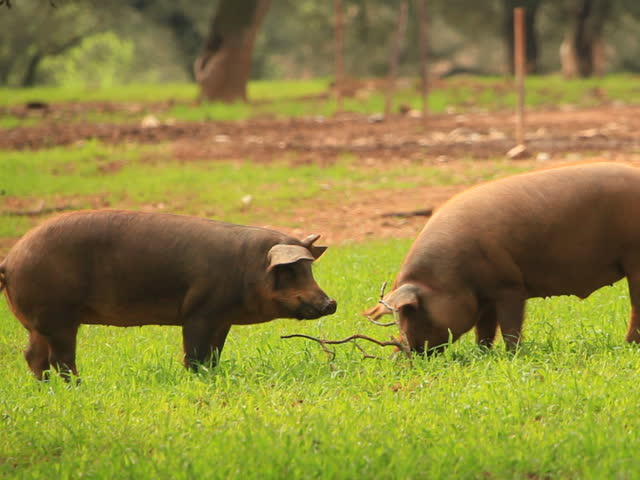 Two pigs  on a green lawn 