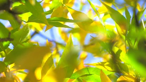 HD Backlit green and yellow leaves in morning sunlight, shallow DOF, Canon XH A1, FullHD video, 1080p, 25fps, progressive scan 