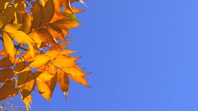 HD Autumn gold leaves against the clear blue sky in sunlight, closeup, Canon XH A1, FullHD video, 1080p, 25fps, progressive scan 
