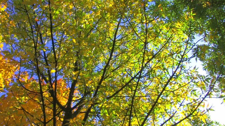 HD Panorama of yellow, orange, green trees in morning sunlight on blue sky background, bottom view, Canon XH A1, FullHD video, 1080p, 25fps, progressive scan 
