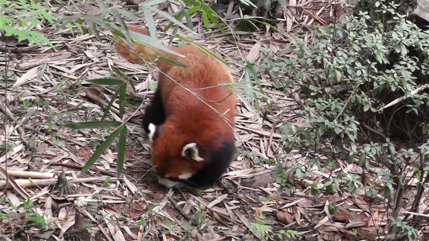 Red Panda Ailurus Fulgens also known as Lesser Panda or Red Cat-Bear in Chengdu Sichuan China
Native to the eastern Himalayas and southwestern China.Vulnerable omnivorous animal.