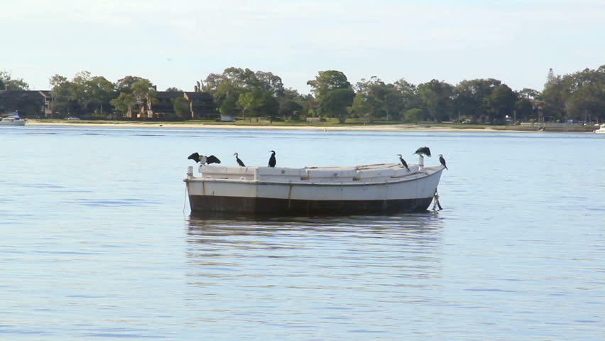 Zoom in on cormorants resting on a boat on a calm day.