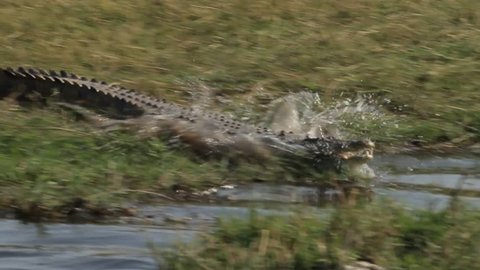 Crocodile darts into the river 