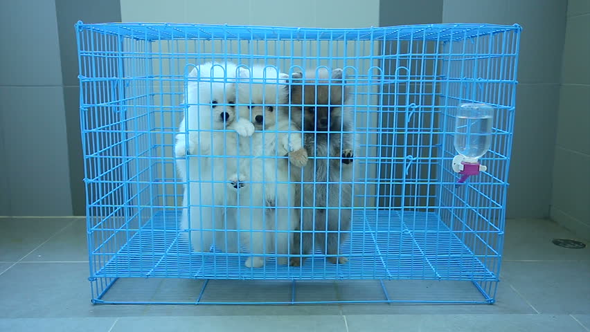 pomeranian cage