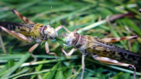 Locusts fighting over a piece of grass.