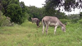 Video of a herd of Donkeys in a Texas field. Grazing on grass and leaves on edge of forest. Tails swishing flies and bugs. 