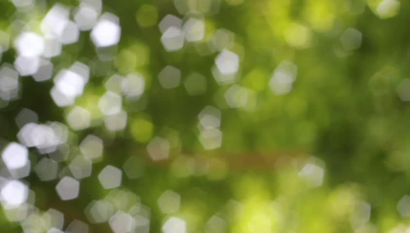 Nature Green Bokeh, Blurred Leaves Stock Footage Video (100% Royalty