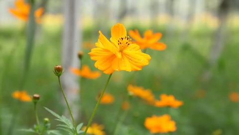 orange cosmos is dancing with the wind