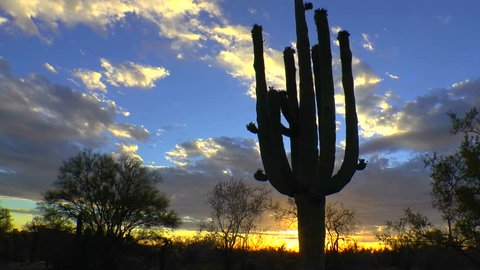 Time Lapse, Clouds sweep across blooming saguaro cactus silhouetted by setting sun, blue sky, in beautiful, unique Tucson Arizona desert landscape. 1080p
