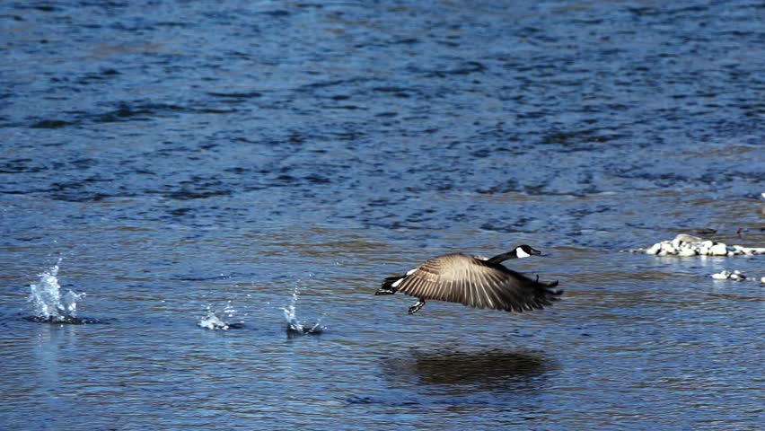 Canada Geese Taking Off