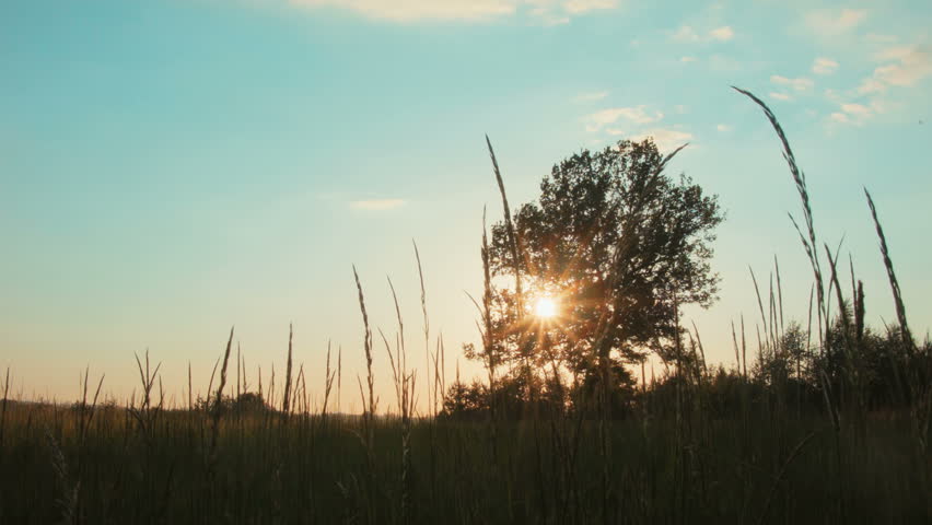 Beautiful sunset behind the tree timelapse high definition