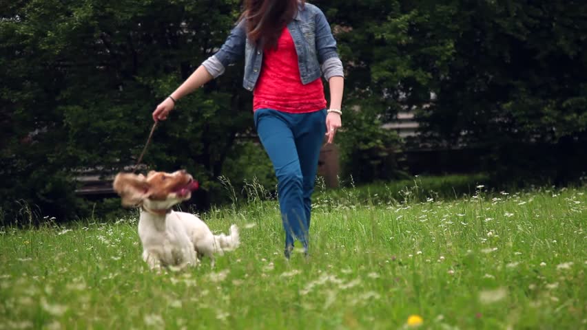 Dog Having Fun and Fetching Stock Footage Video (100% Royalty-free ...