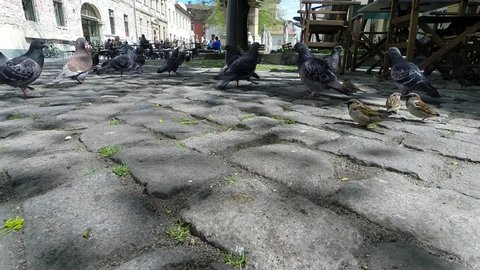 Time lapse of a flock of pigeons feeding