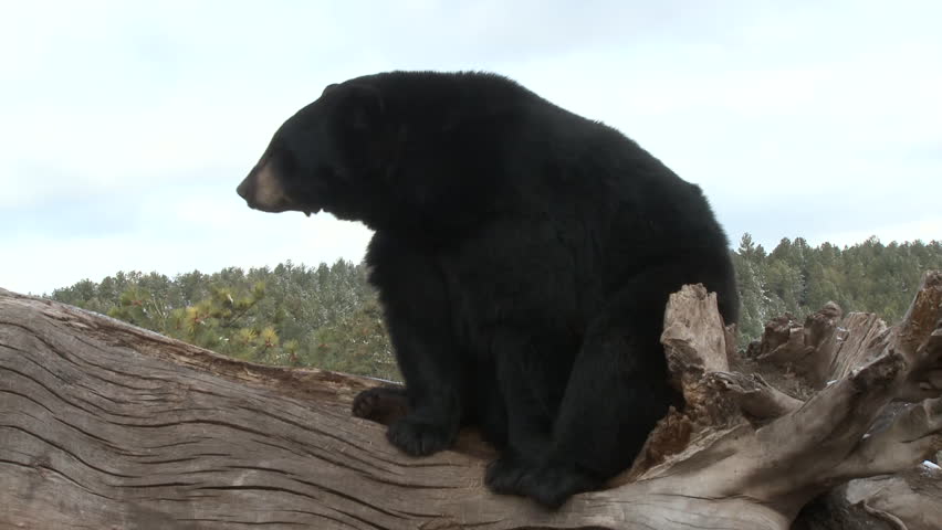 Black Bear Adult Log