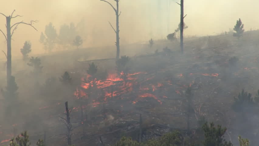 Forest Wind Cave National Park Summer Fire Burning Burnt Snags Trees Smoke