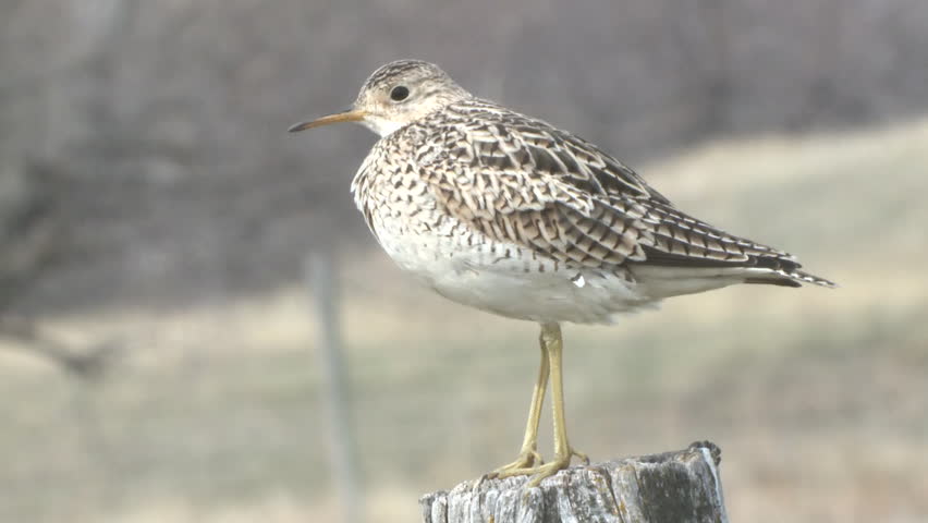 Upland Plover Adult Lone Spring Fence Post