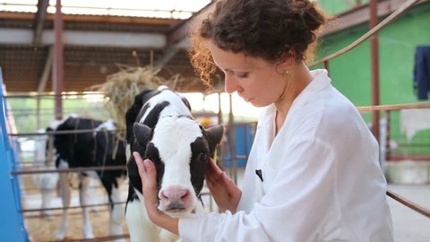 Woman in white robe caresses small calf at dairy farm.