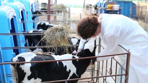 Woman in white robe caresses small calf at big cow farm.