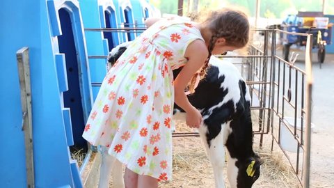 Happy little girl caresses small calf in cow farm at summer day