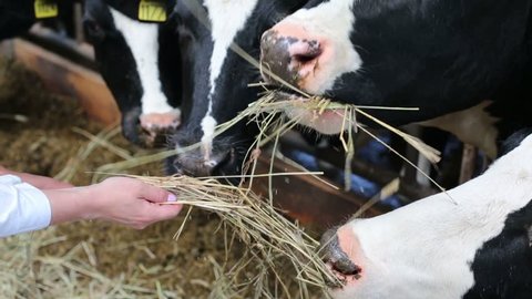 Childrens hands fed cows by hay at large dairy farm