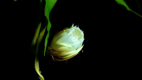 Time-lapse of blooming flower call queen of the night (Epiphyllum Oxypetalum) it will be bloom just once in the night time and lifetime