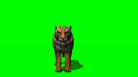 Tiger howl - green screen 