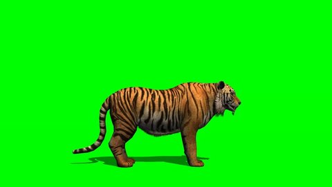 Tiger eats - green screen 