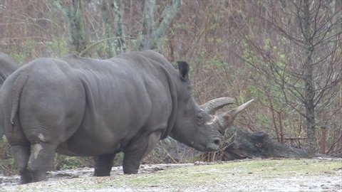 White Rhinoceros Lone Standing