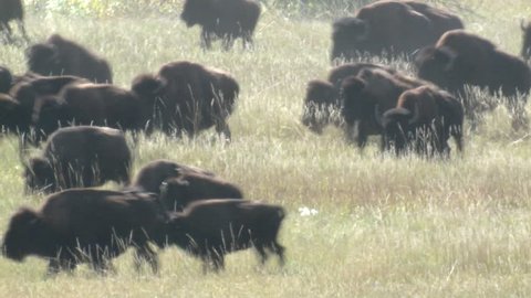 Bison Herd Running Fall Stampede