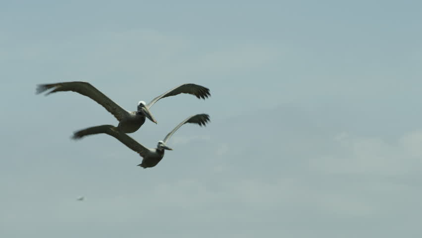 Two Pelicans
