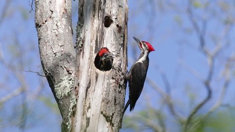 Male Pileated Woodpecker (Dryocopus pileatus ) feeds two of his three few weeks old female and male chicks at the nest in Ipswick, Massachusetts.