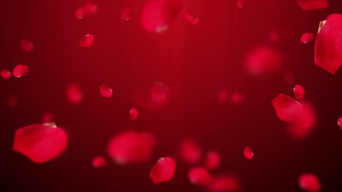 Petals of red roses fall on red background with glow and light beams. Beautiful backdrop for holiday of valentine day. Animation of seamless loop. Different colors petals in my profile.