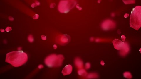 Petals of red roses fall on dark red background with glow and light beams. Beautiful backdrop for holiday of valentine day. Animation of seamless loop. Different colors petals in my profile.
