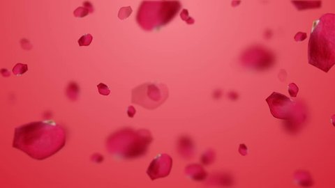 Petals of red roses fall on pink background with glow. Beautiful backdrop for holiday of valentine day. Animation of seamless loop. Different colors petals in my profile.
