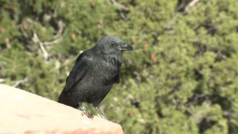 Raven Lone Spring Black