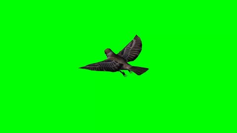 Macaw Parrot Flying On Green Screen Stock Footage Video (100% Royalty ...