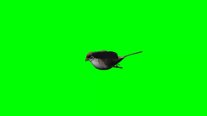bird sparrow is flying - green screen Royalty-Free Stock Footage #6500381
