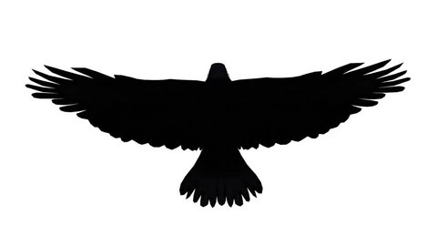 Eagle inciting wings flying gliding,haliaeetus leucocephalus bird animal sketch silhouette.american freedom symbol. cg_02170