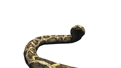 Snake & jungle carpet python open mouth attack,sliding decorative non venomous,wild animal herpetology background. cg_01974