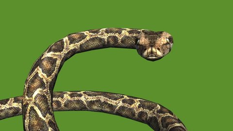 Snake & jungle carpet python open mouth attack,sliding decorative non venomous,wild animal herpetology background. cg_01972