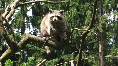 North American raccoon (procyon lotor) climbing a tree - tracking shot.