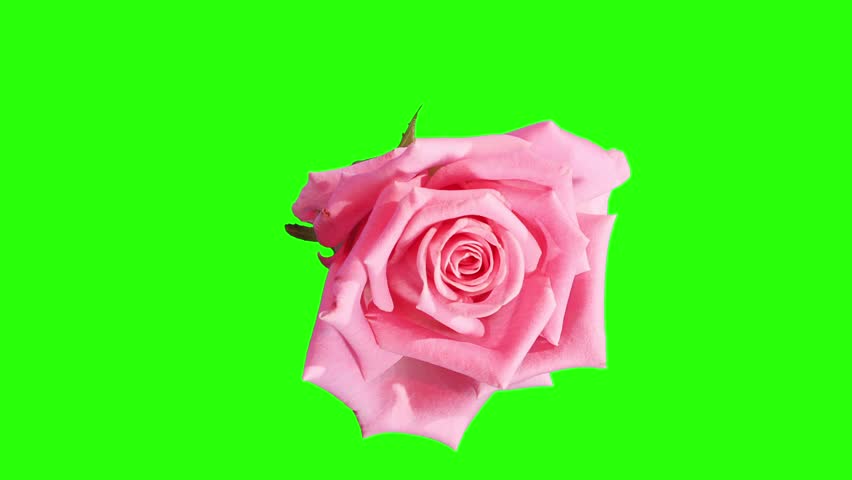 2,089 Green Screen Rose Stock Video Footage - 4K and HD Video Clips |  Shutterstock